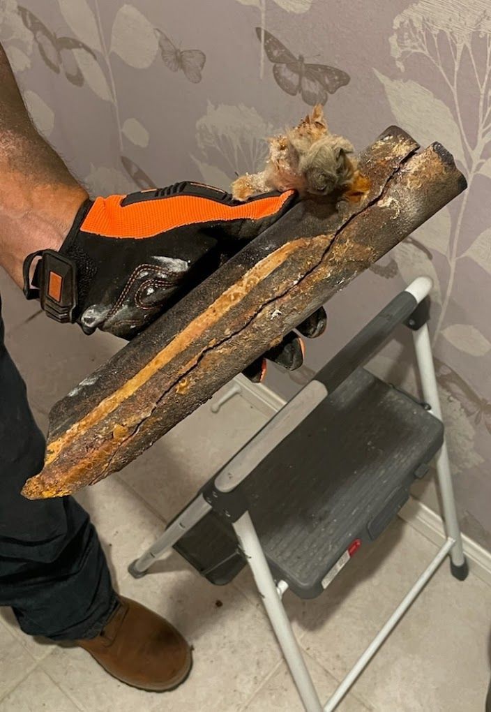 A gloved hand holds a piece of weathered, split wood with a dried, furry object attached to the end.