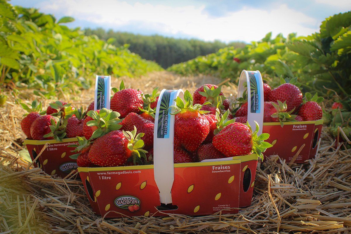 Ferme Gadbois  fraises champ