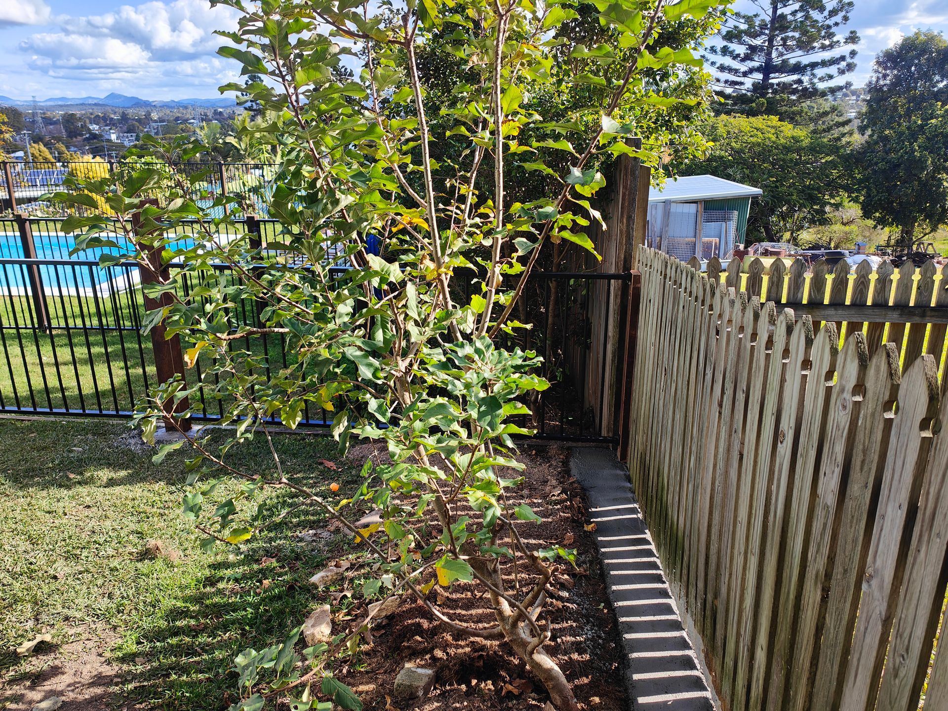 Backyard Garden Bed With A Young Tree Beside A Wooden Fence And Black Metal Gate — Quality Fences 4 U in Gympie, QLD