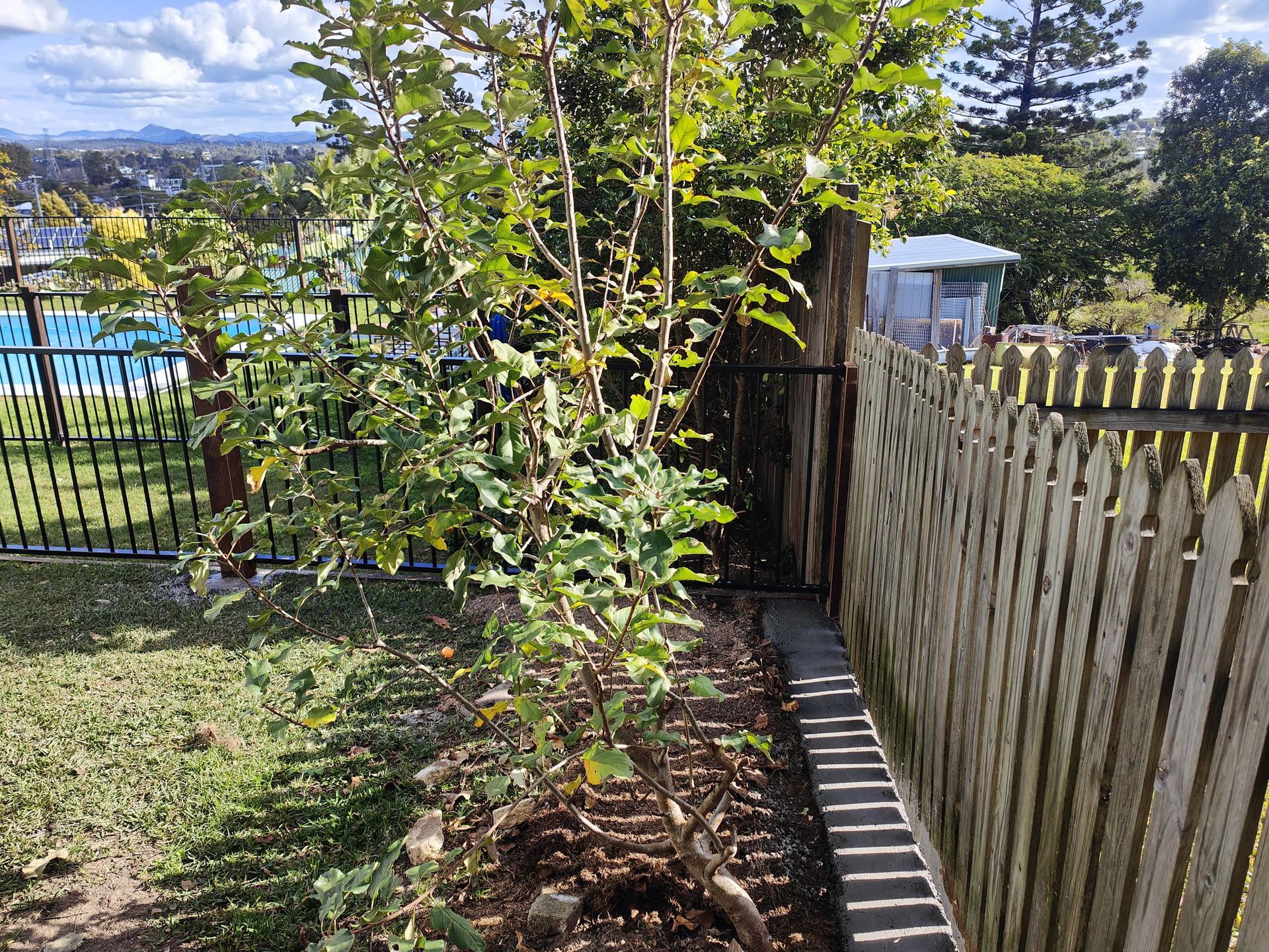 Apple tree next to a wooden fence and grass, with a pool and city view in the background — Quality Fences 4 U in Gympie, QLD