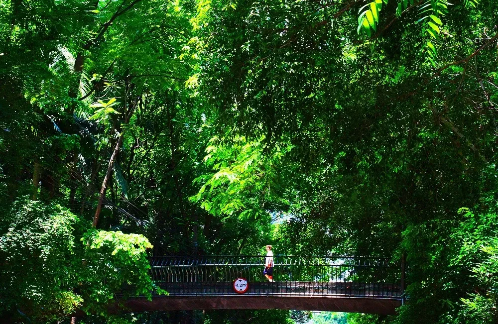 Uma pessoa está atravessando uma ponte na floresta.