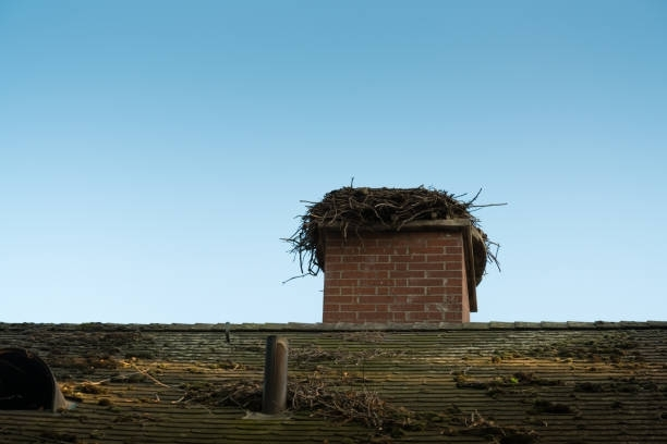 Roof full of branches and leaves – Macungie, PA - Anytime Todd's Chimney Sweeping
