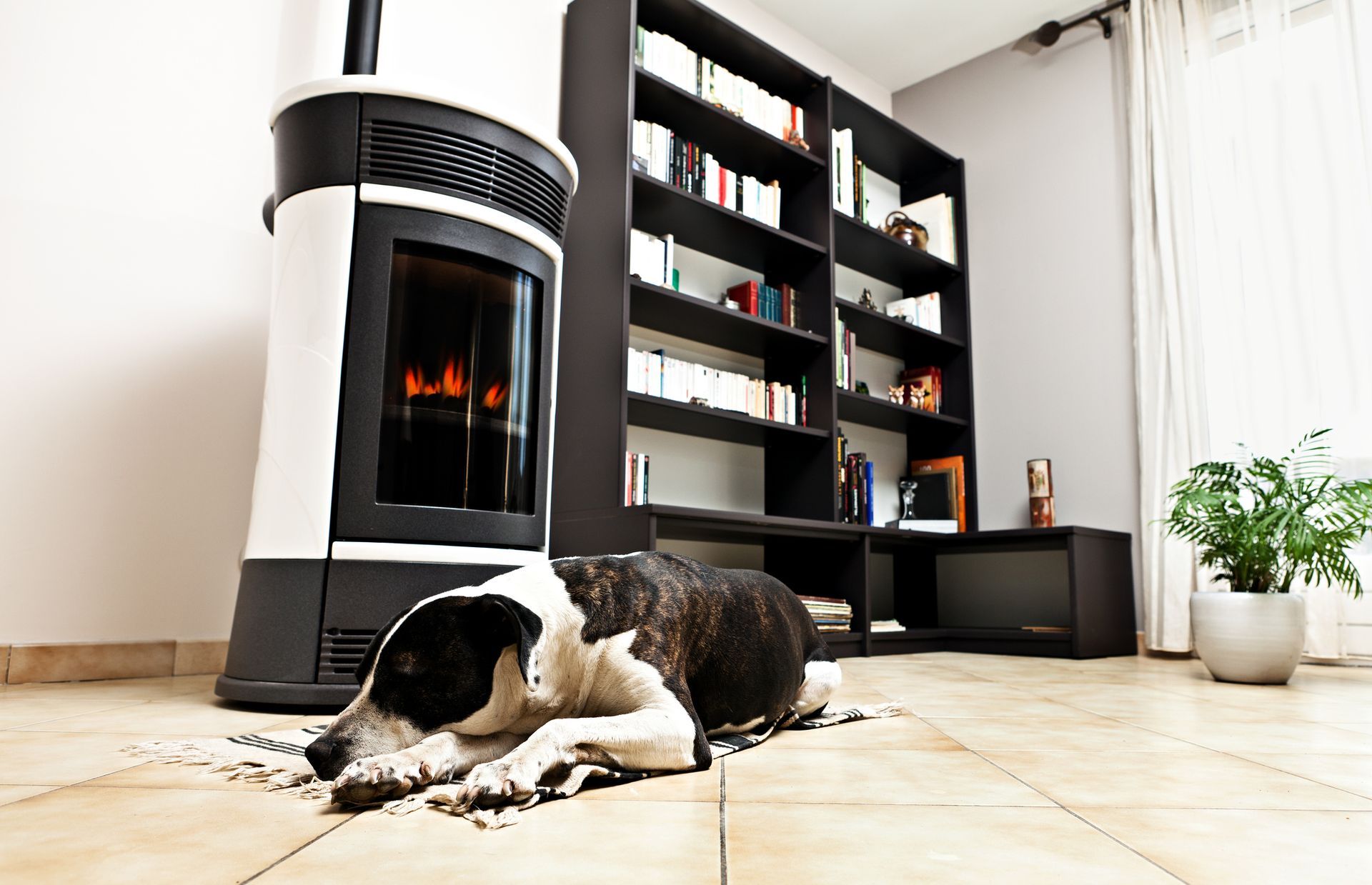 Wood stove and dog – Macungie, PA - Anytime Todd's Chimney Sweeping