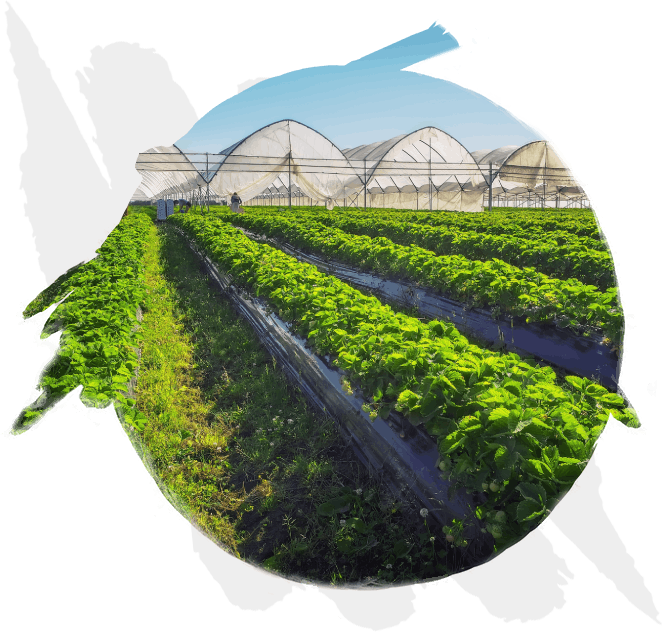 Delavida Organics