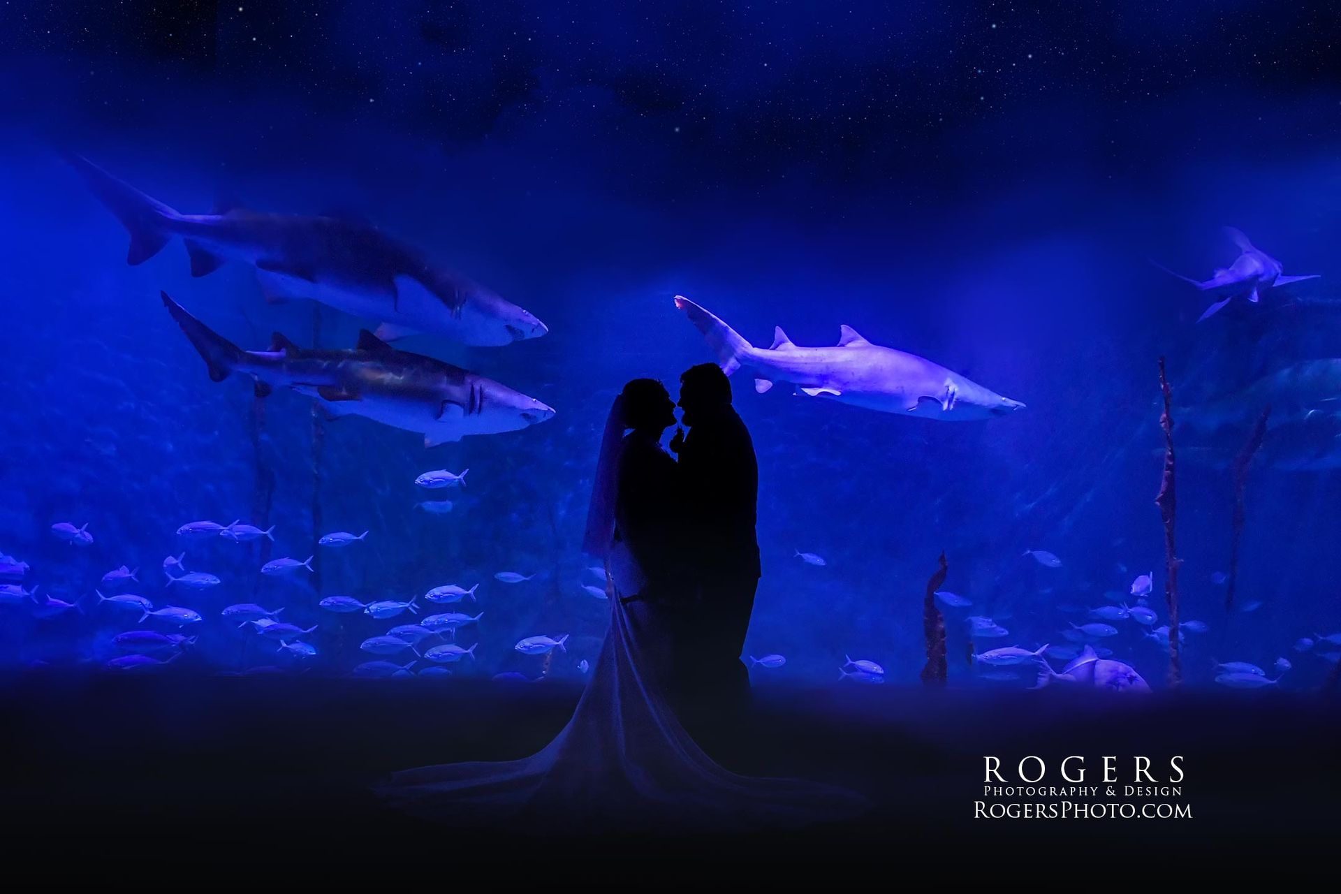 A bride and groom are kissing in front of an aquarium with sharks at Norwalk Maritime Center  wedding photographed by Rogers Photography in Connecticut. 