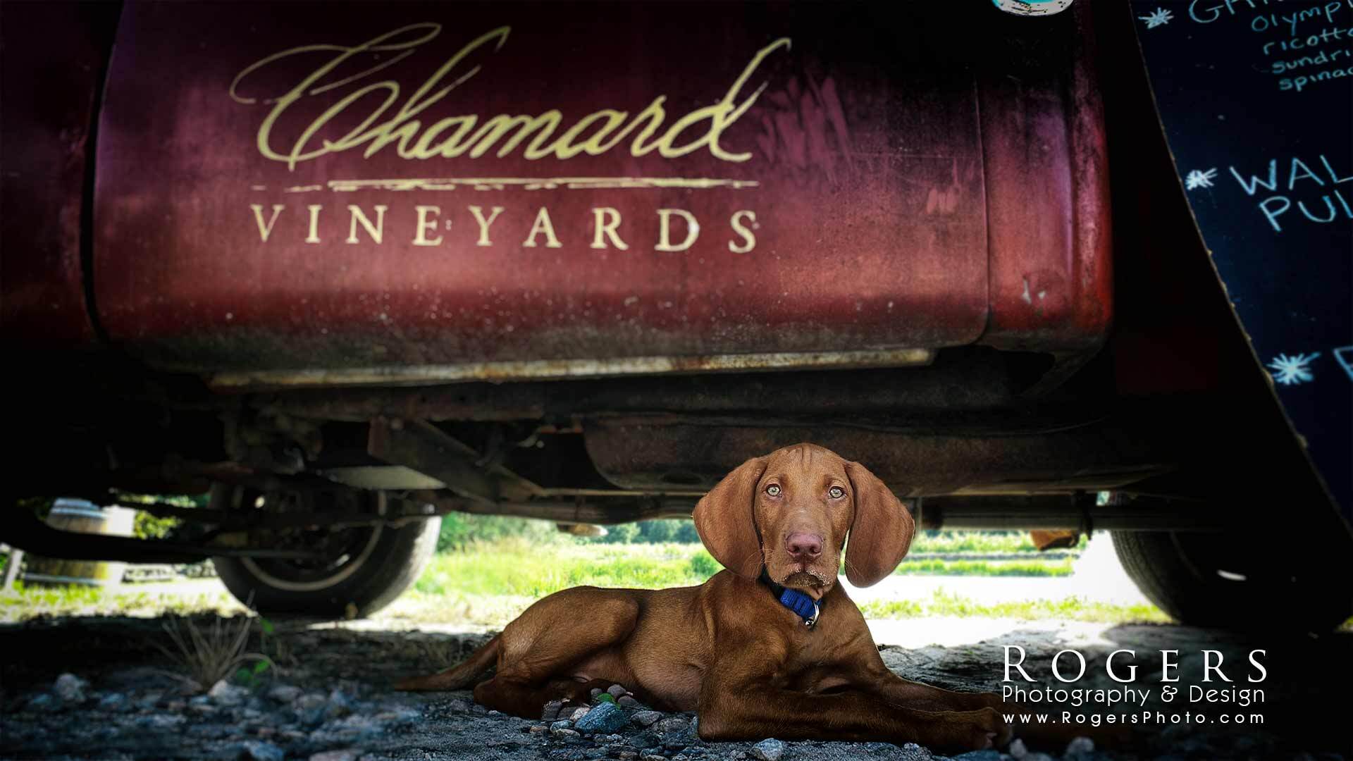 Brown dog lying under a wine barrel in a vineyard, with