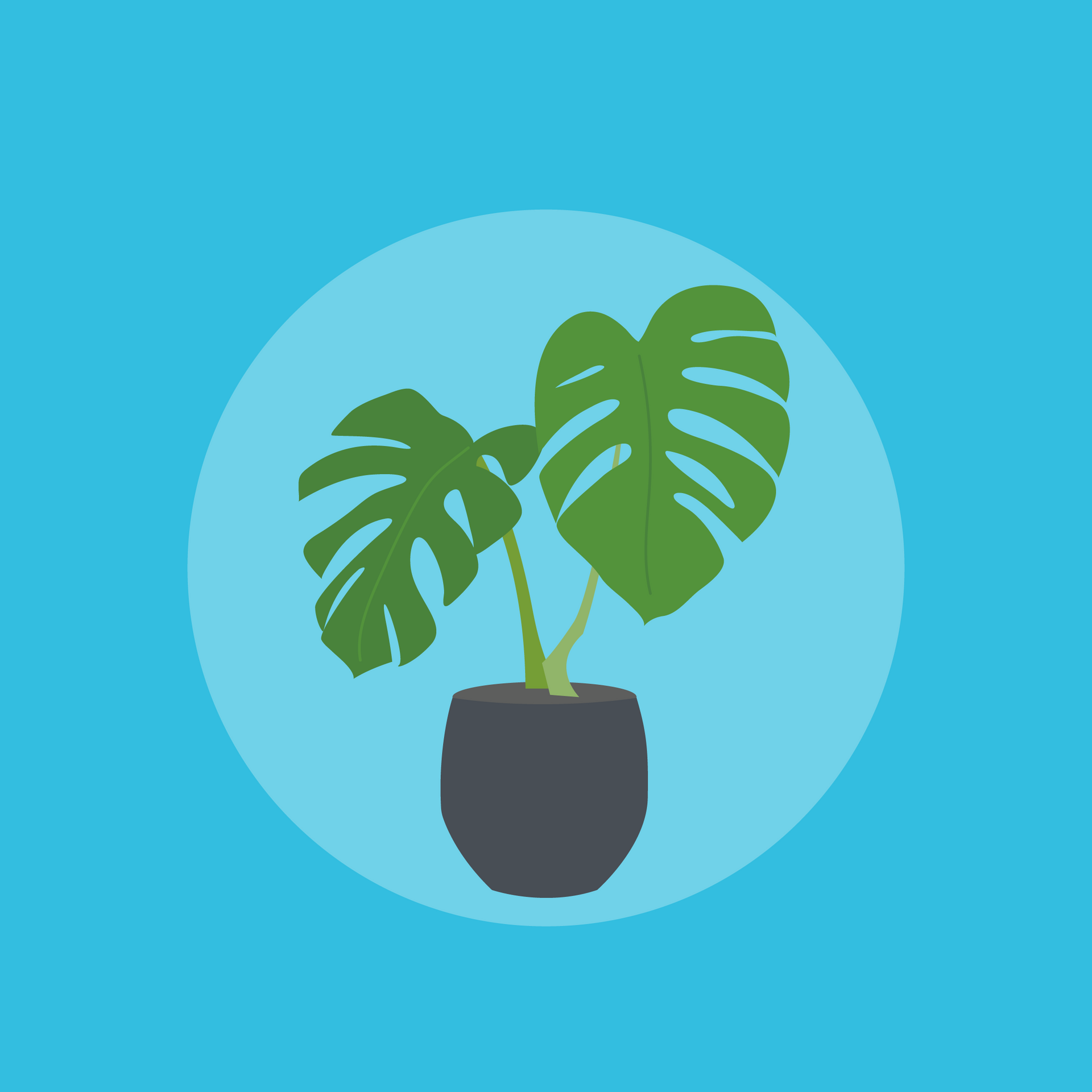 A monstera plant in a pot on a blue background.
