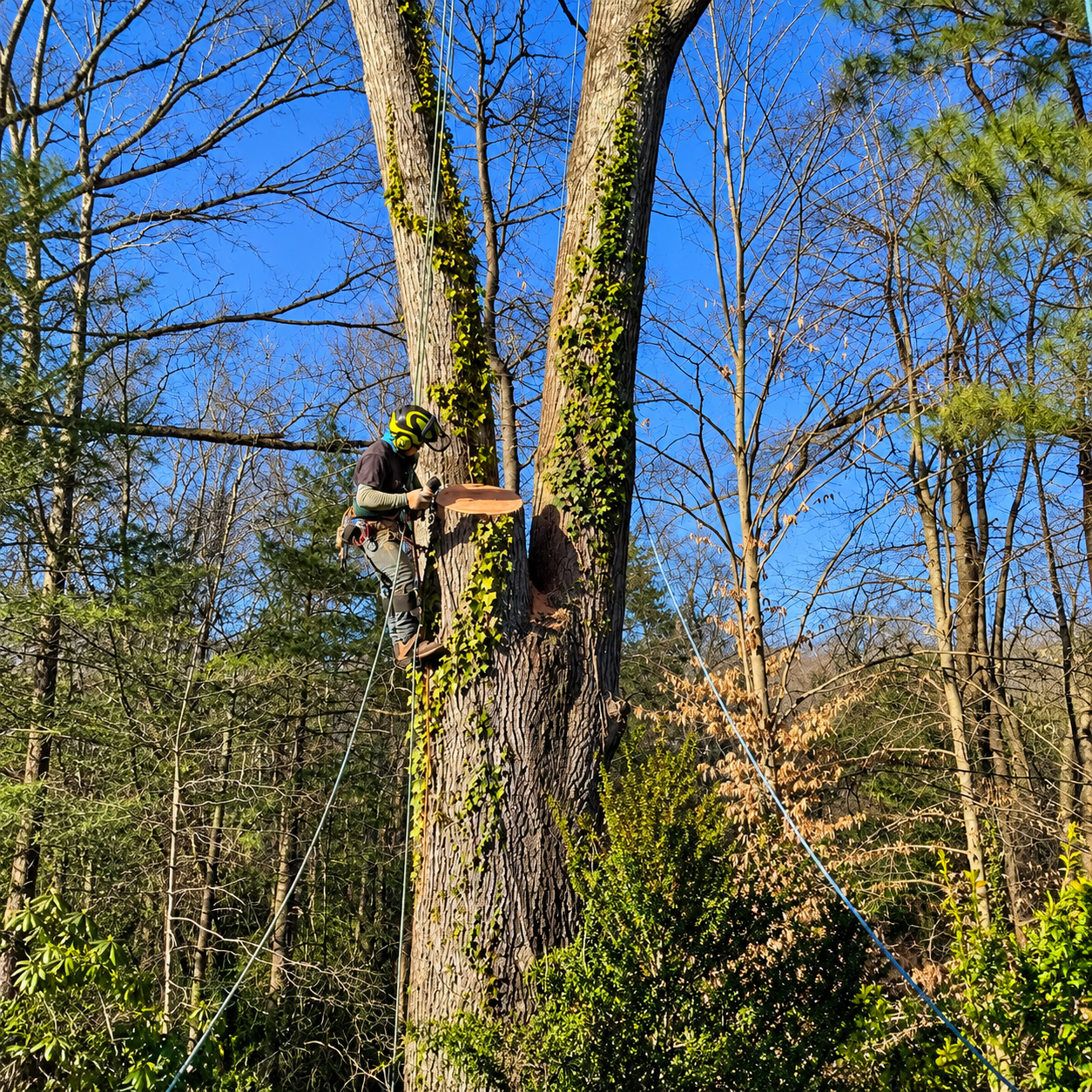 Person trimming a tree branch with a chainsaw while standing on a large trunk in a wooded area