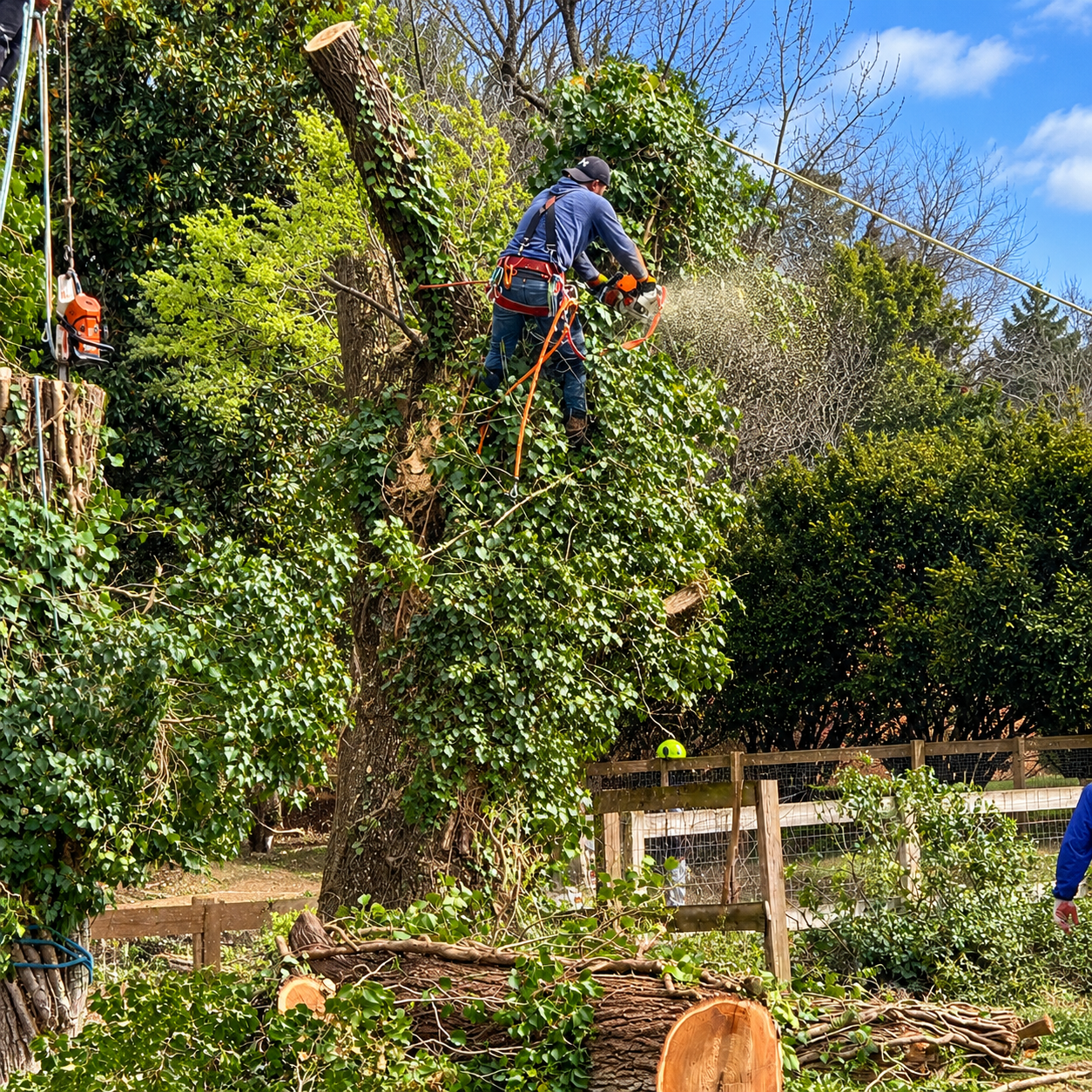 Worker in blue climbing a tree with a chainsaw, trimming dense green branches in a sunny yard