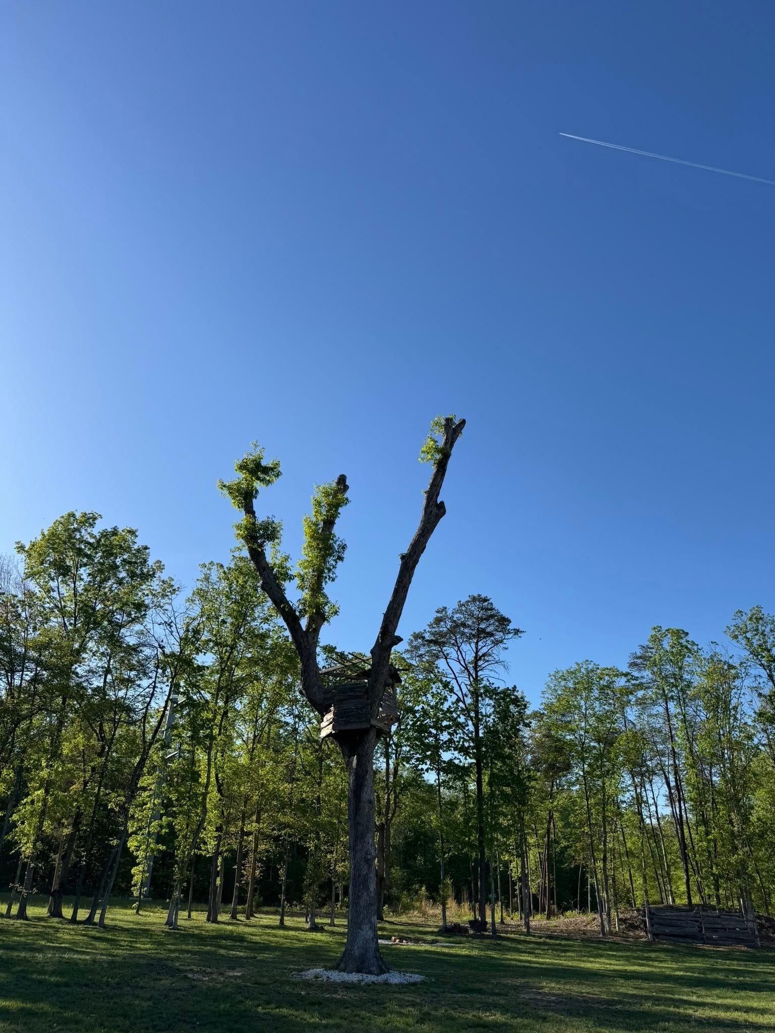 Pollarded tree with new green shoots in a sunny field under a clear blue sky