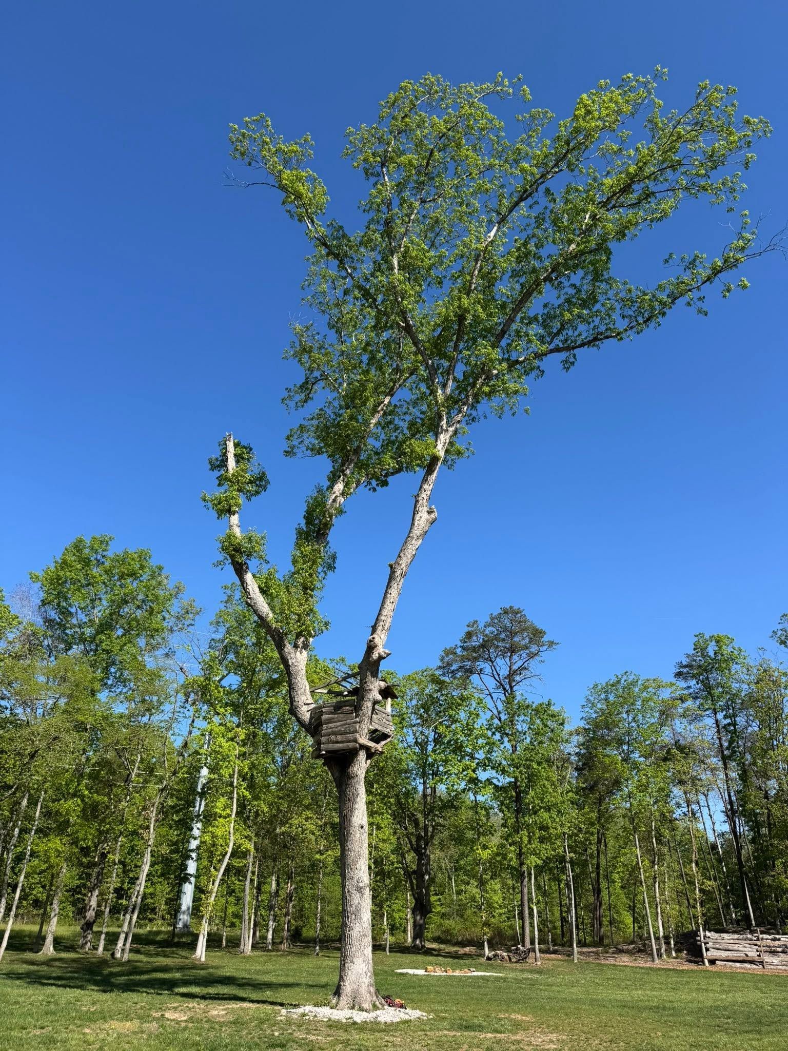 Tall tree with a trimmed trunk and leafy crown in a grassy field under a clear blue sky
