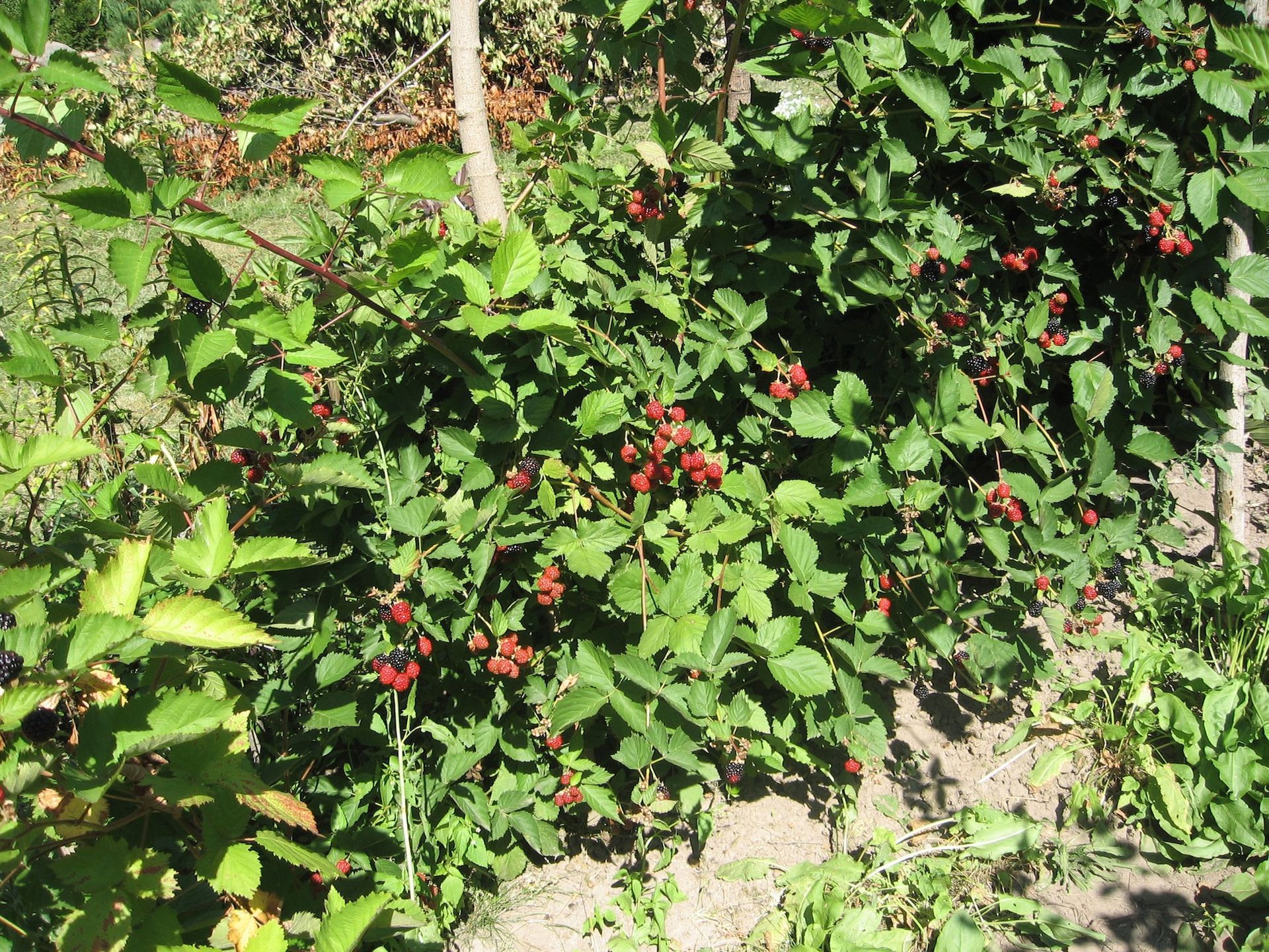 Green leafy bushes with clusters of small red berries in a sunny garden