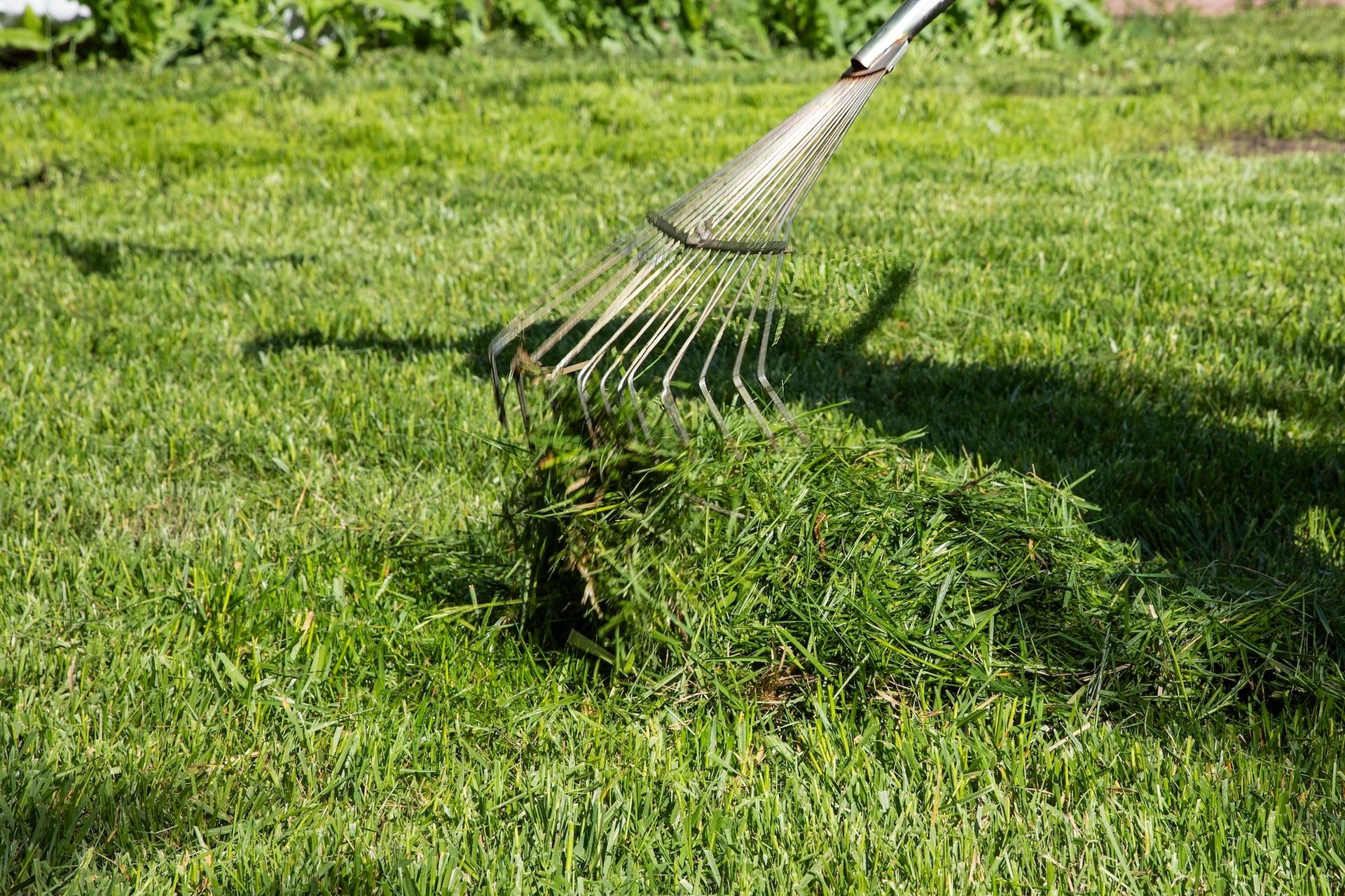 Rake gathering freshly cut green grass on a sunny lawn
