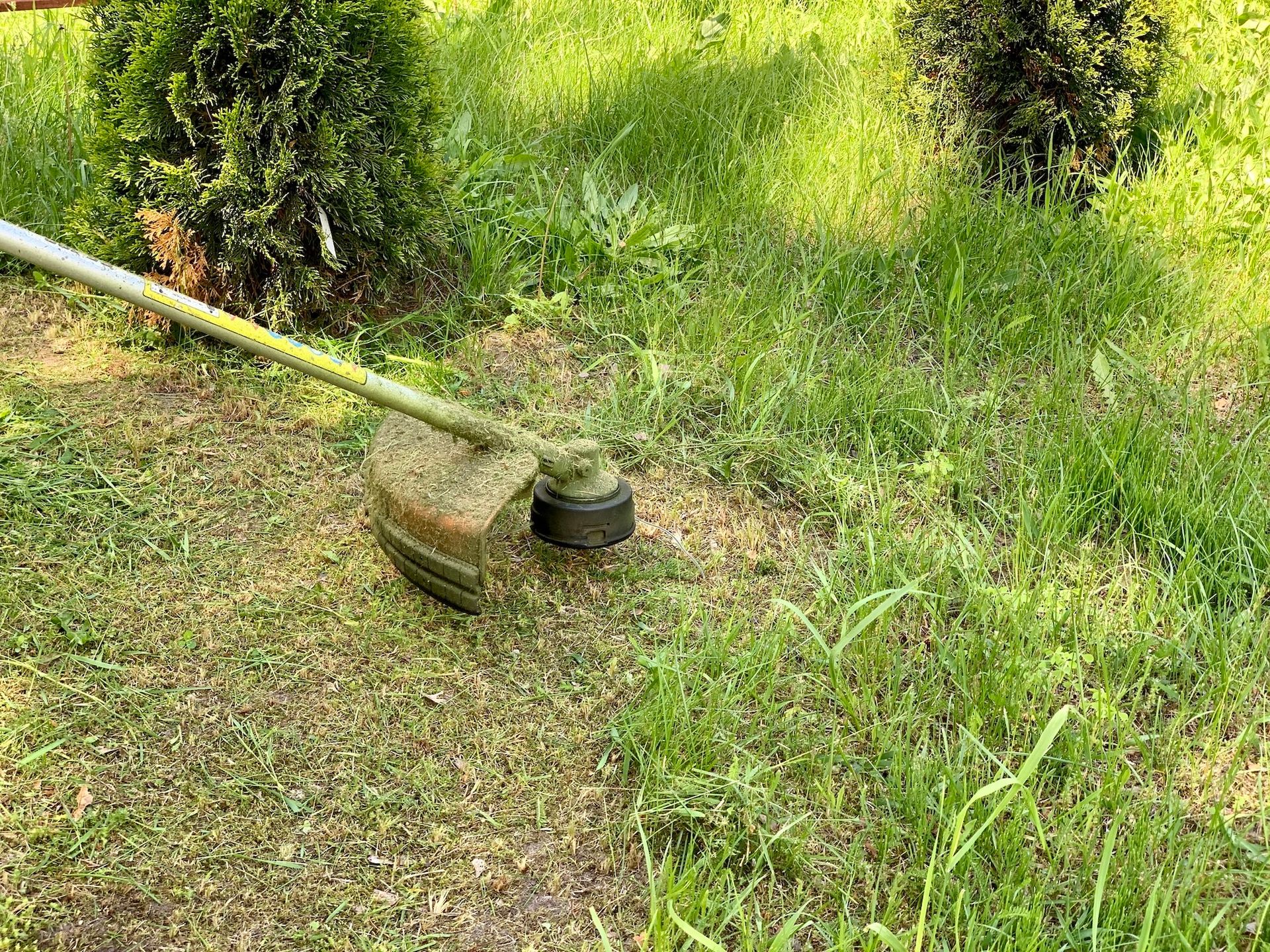 A string trimmer cutting grass near a tree and black pot in a sunny yard