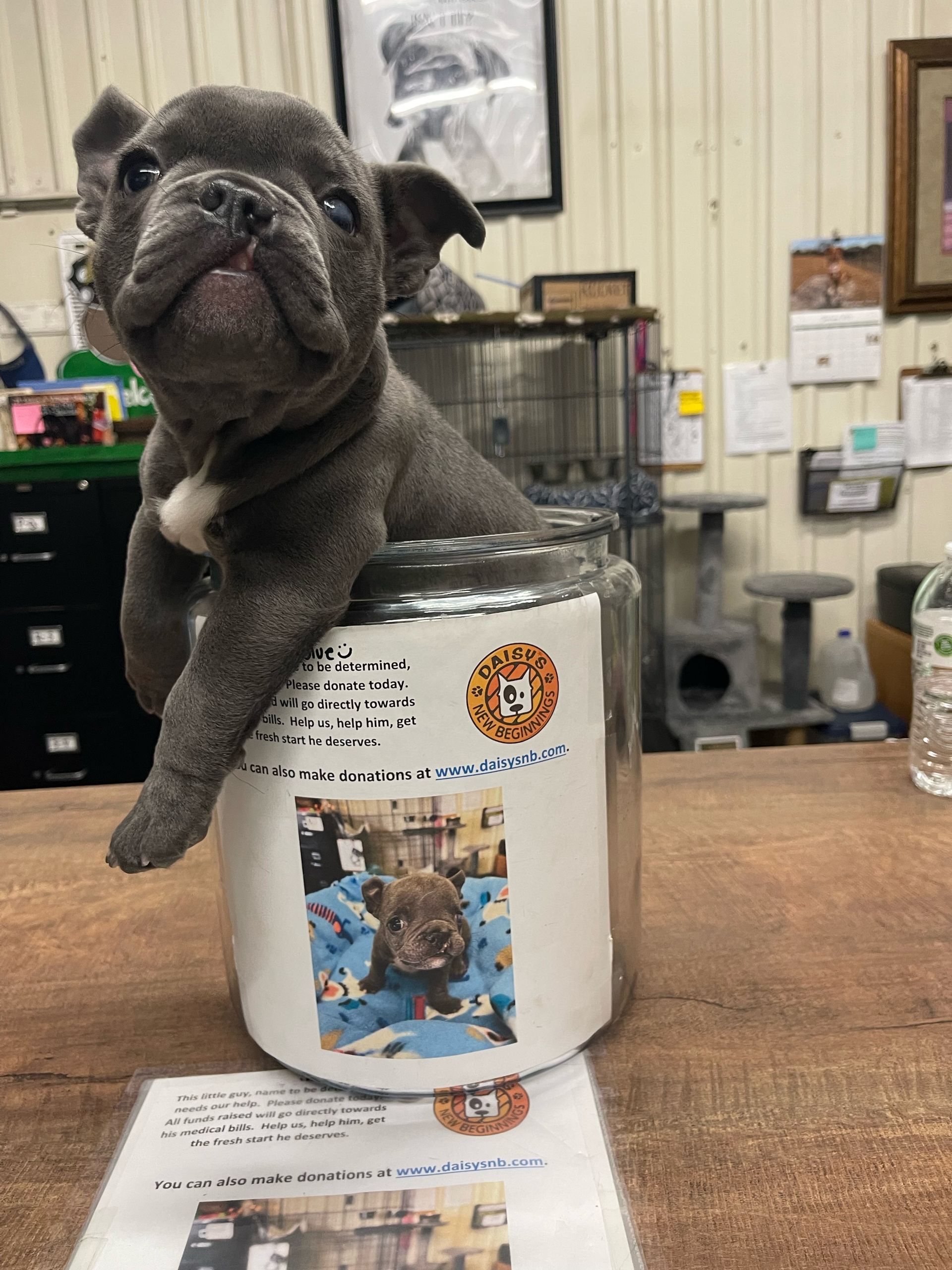 About Daisy's New Beginnings Evansville, IN