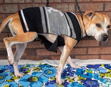 drake dog donation