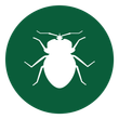 bed bug icon