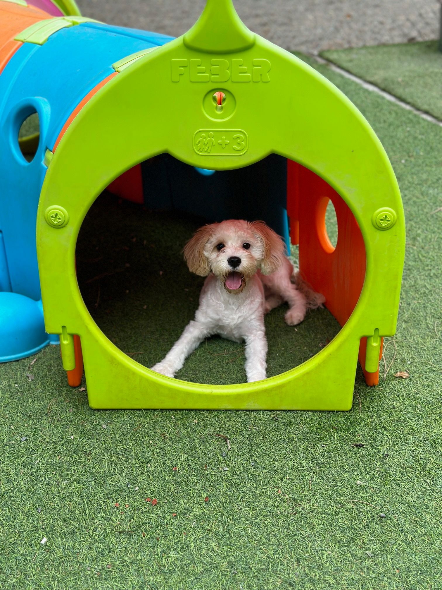 Daycare Triangle Pet Resort