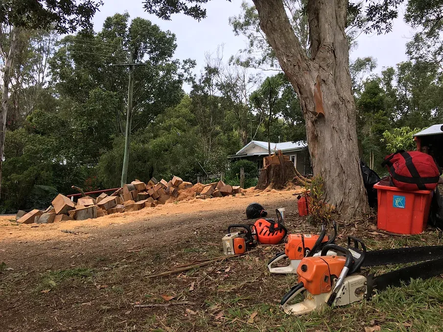 Tree removal — Tree Services in Byron Bay