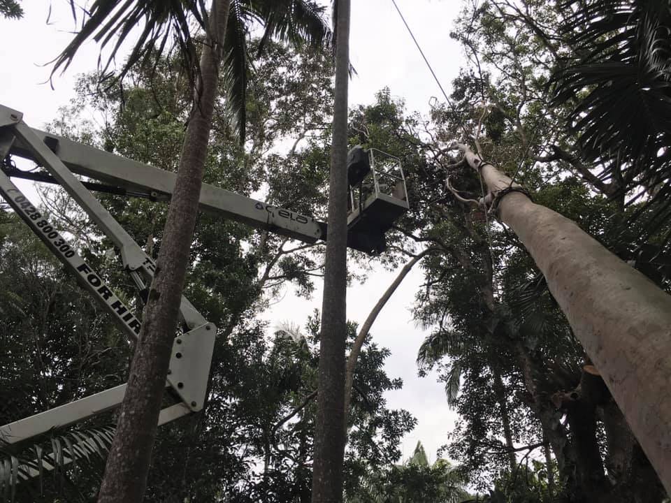 Emergency Tree Removal — Tree Services in Byron Bay