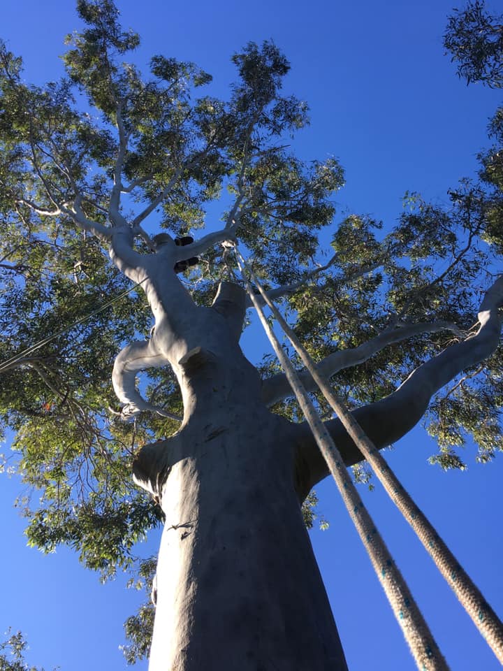 Climbing a Tree — Tree Services in Byron Bay