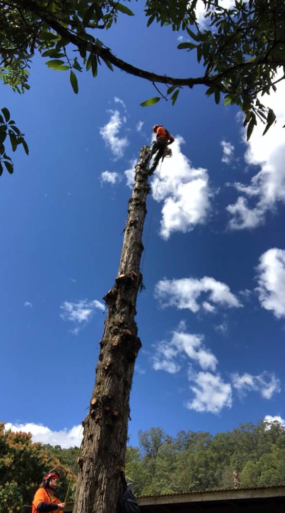 Tree lopper — Tree Services in Byron Bay