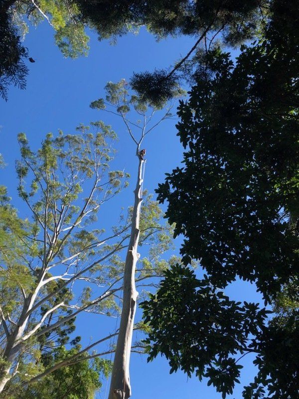 Tree Removal — Tree Services in Byron Bay