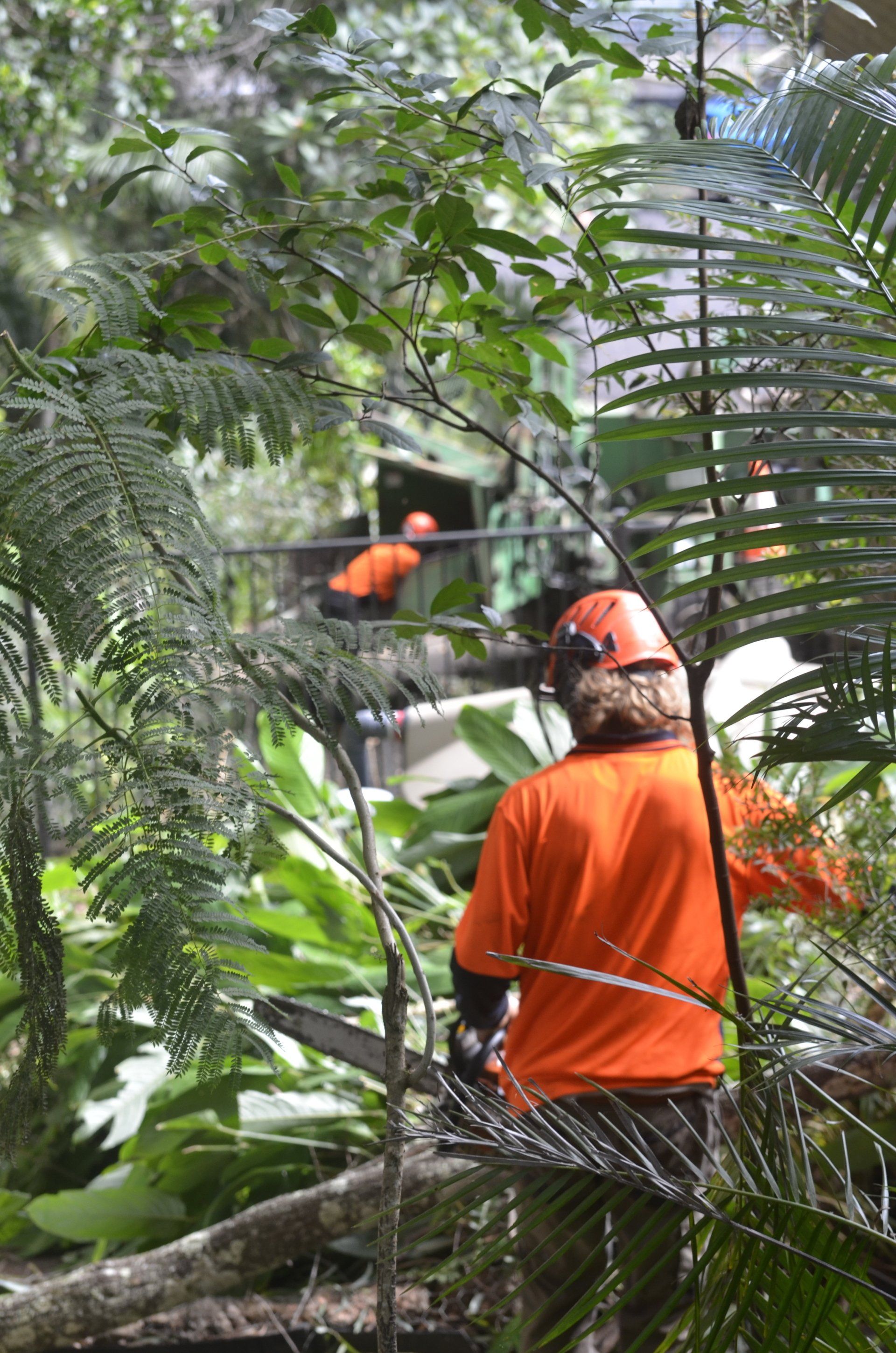 Tree Services in Rainforest — Tree Services in Byron Bay