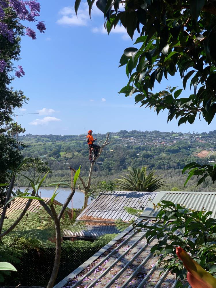 Silky Tree Care Tyagarah — Tree Services in Byron Bay