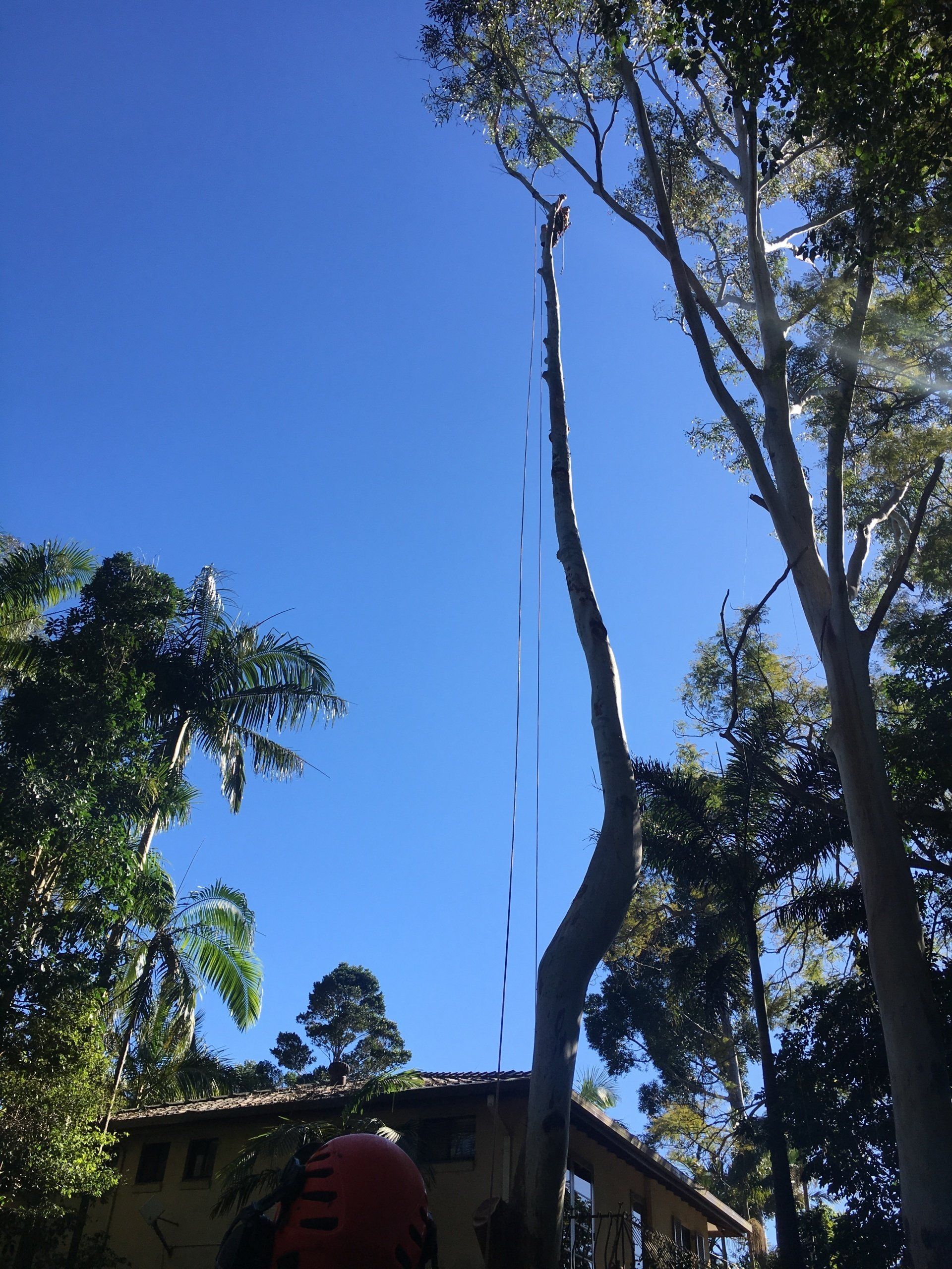 Large Tree Removal — Tree Services in Byron Bay