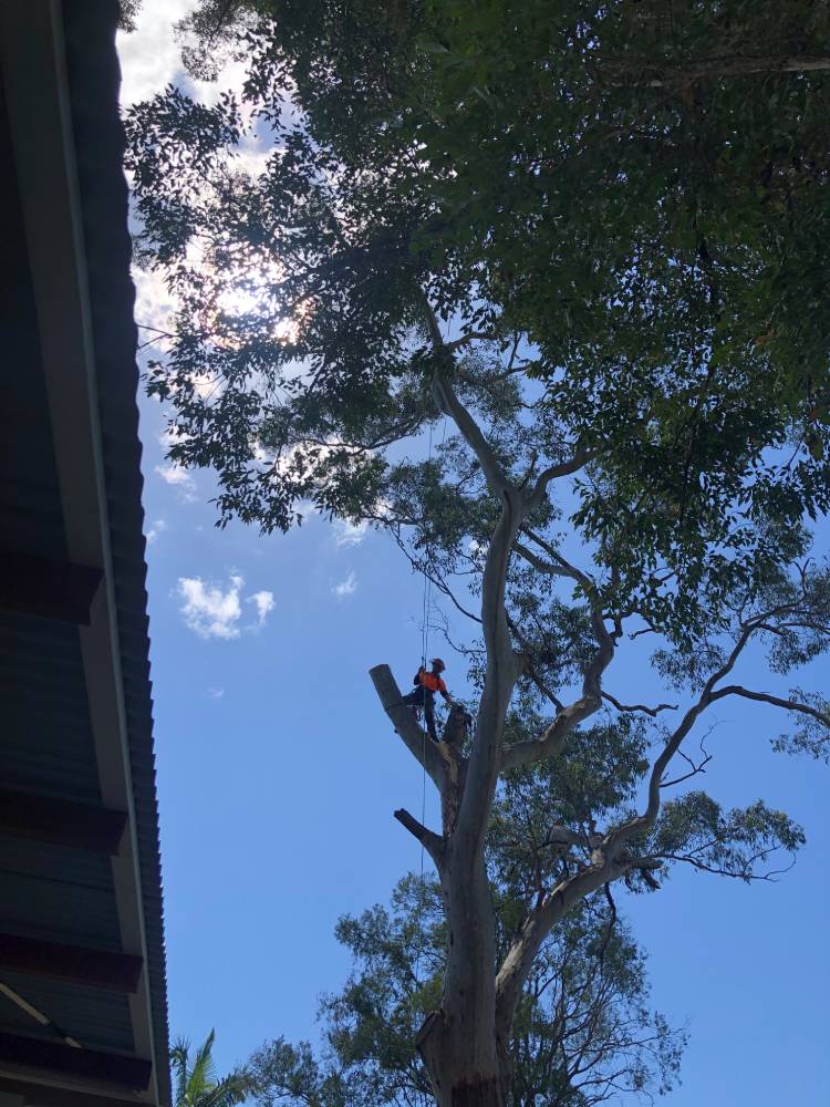 Tree Services Tyagarah — Tree Services in Byron Bay