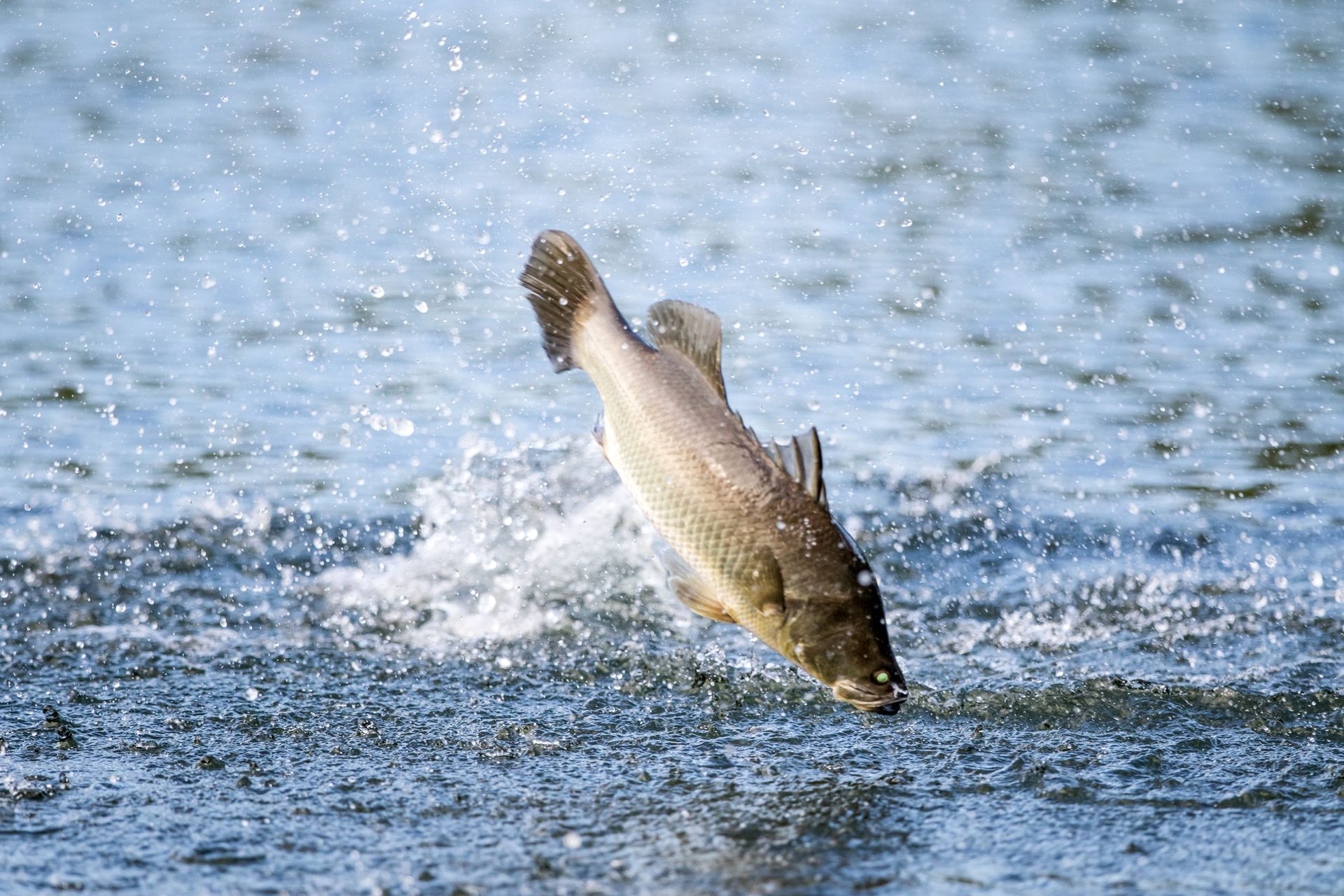 A fish is jumping out of the water.