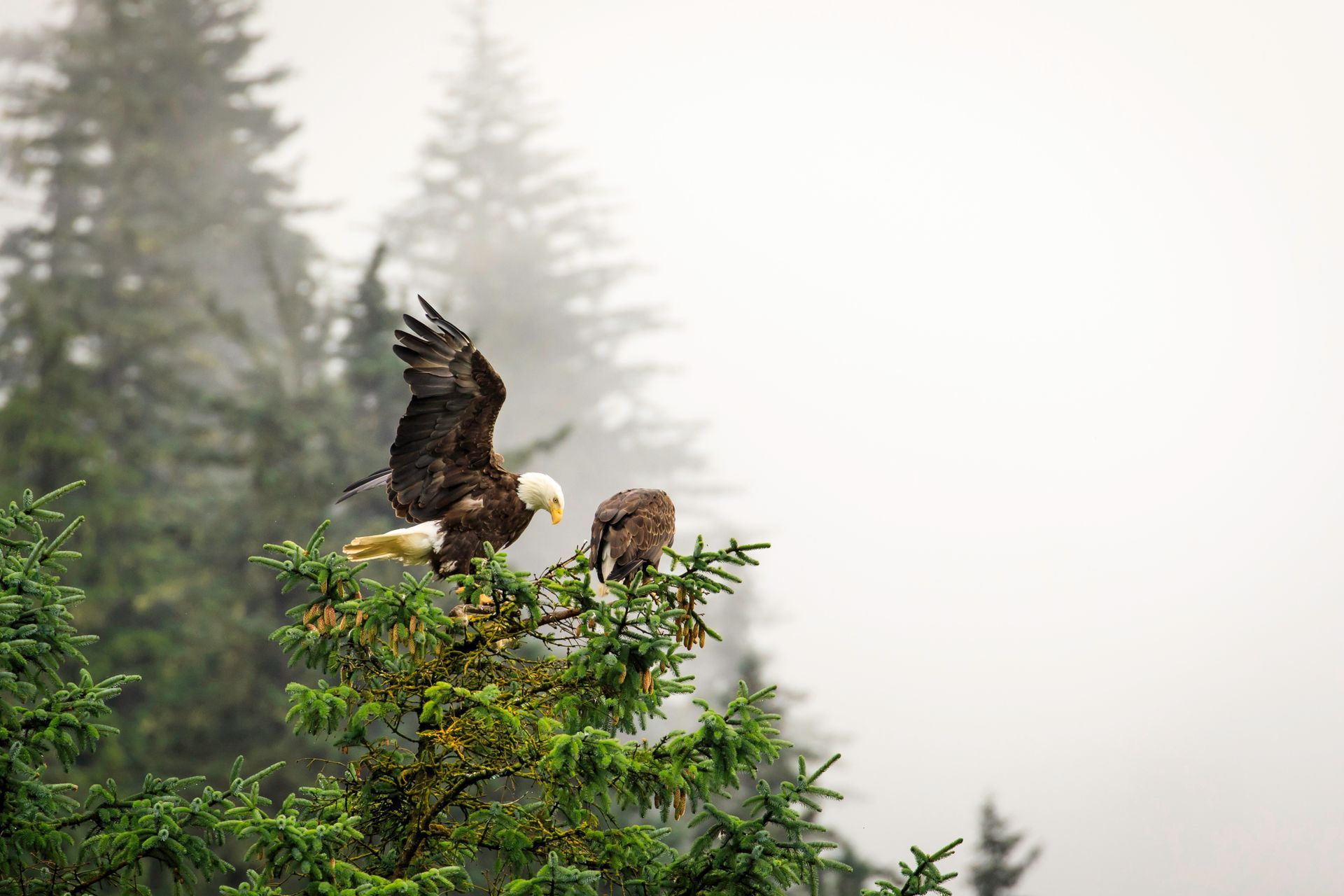 eagles-in-a-tree