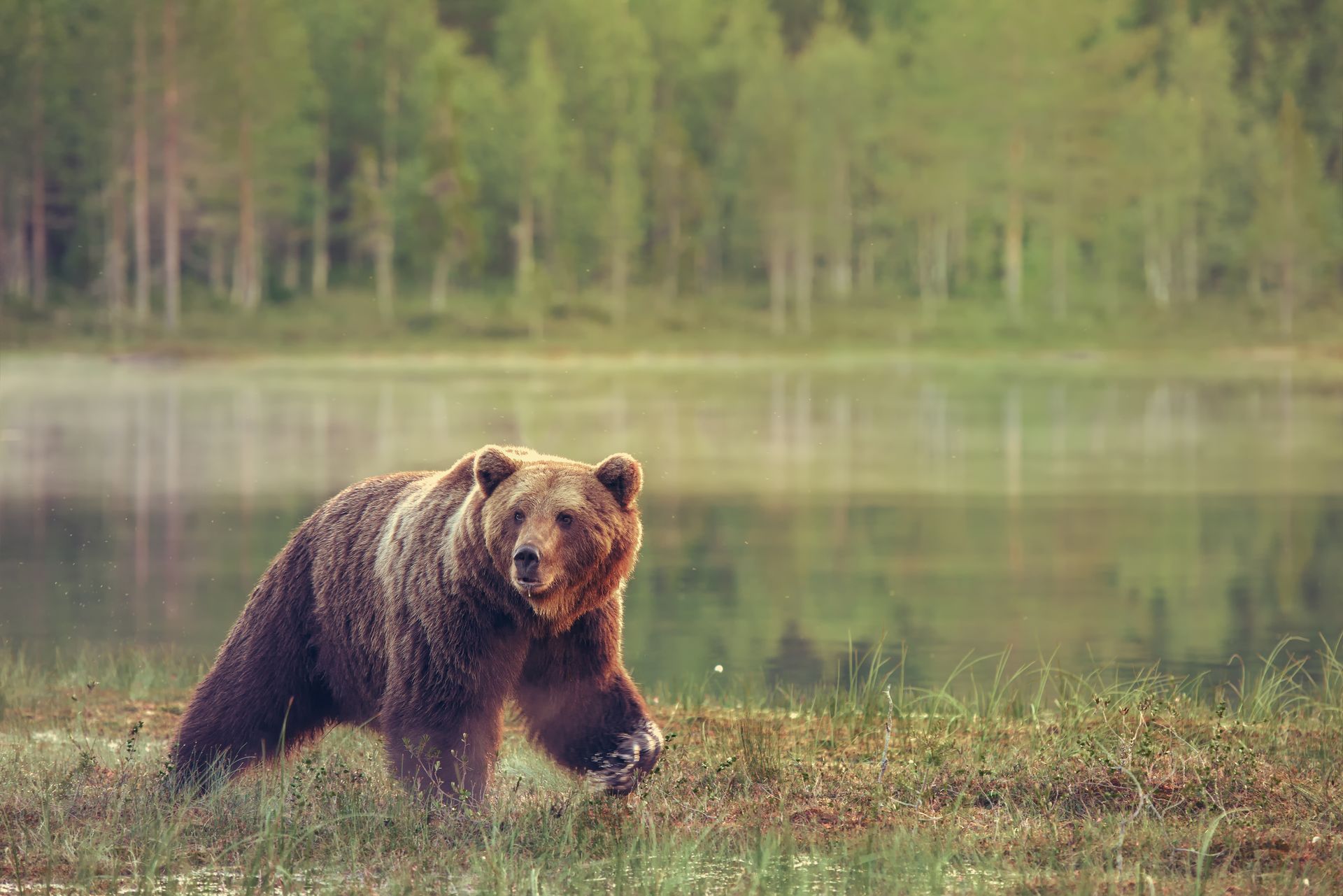 bear-in-the-wild
