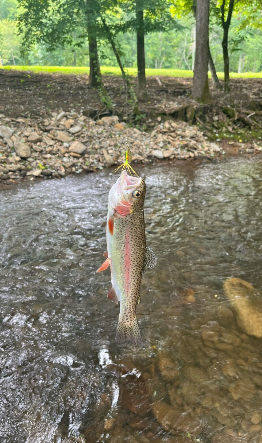 trout-from-river