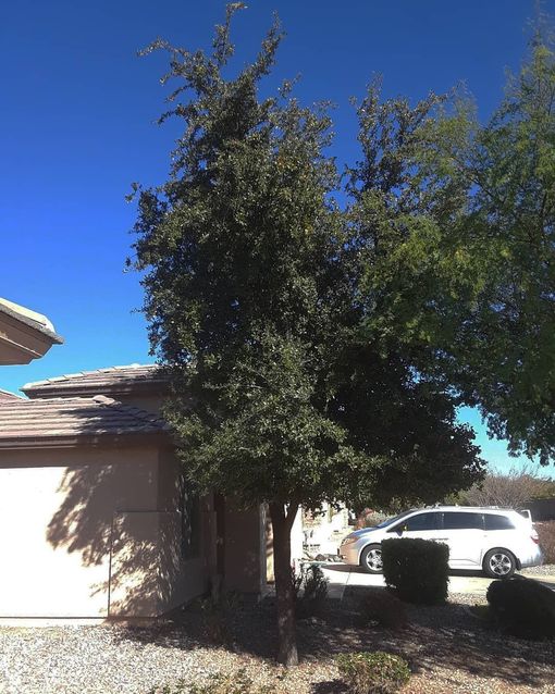 Tree shading a suburban driveway beside a beige house, with a white car parked nearby under a blue sky.