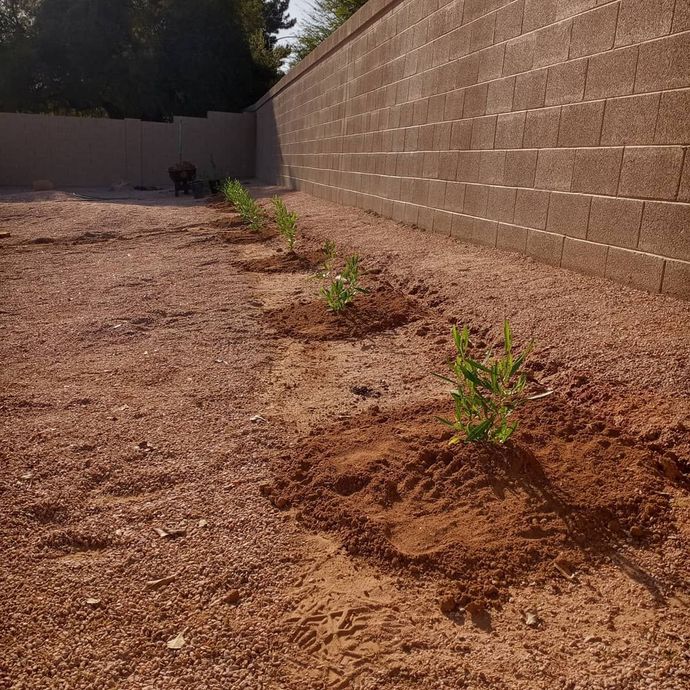 Young plants growing in a dry dirt strip along a tan block wall in bright sunlight