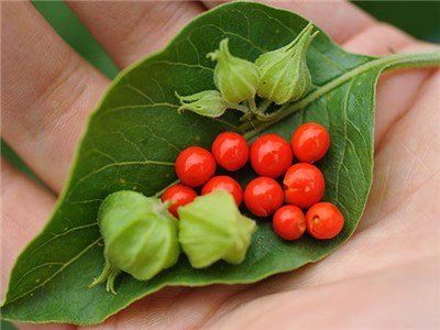leaves and fruits of the ashwagandha tree