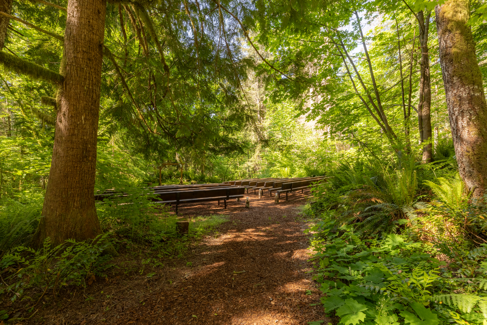 Dirt path leads to a picnic table in a sunlit forest clearing. Tall trees frame the scene, with green foliage and ferns visible.