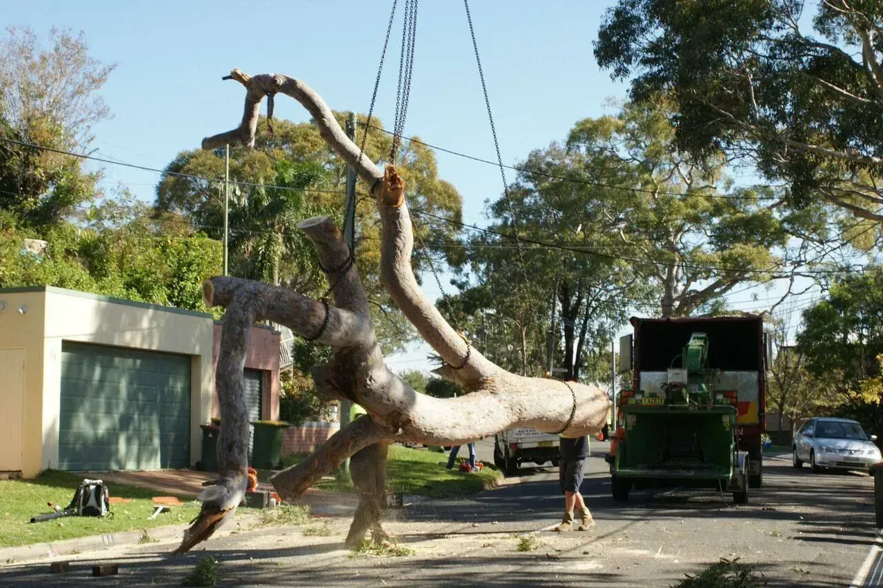 lifting a dead tree using a crane