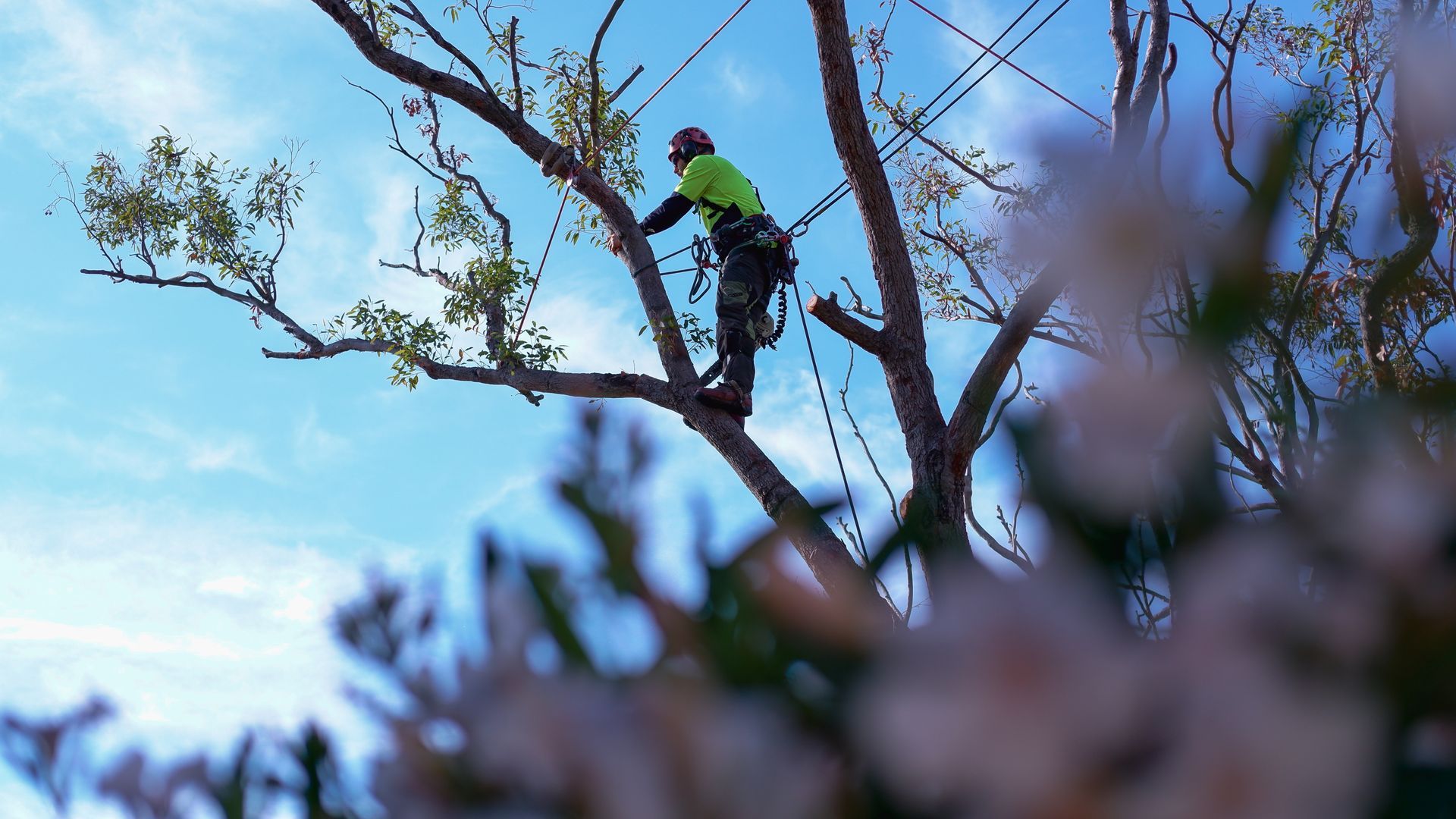 tree lopping