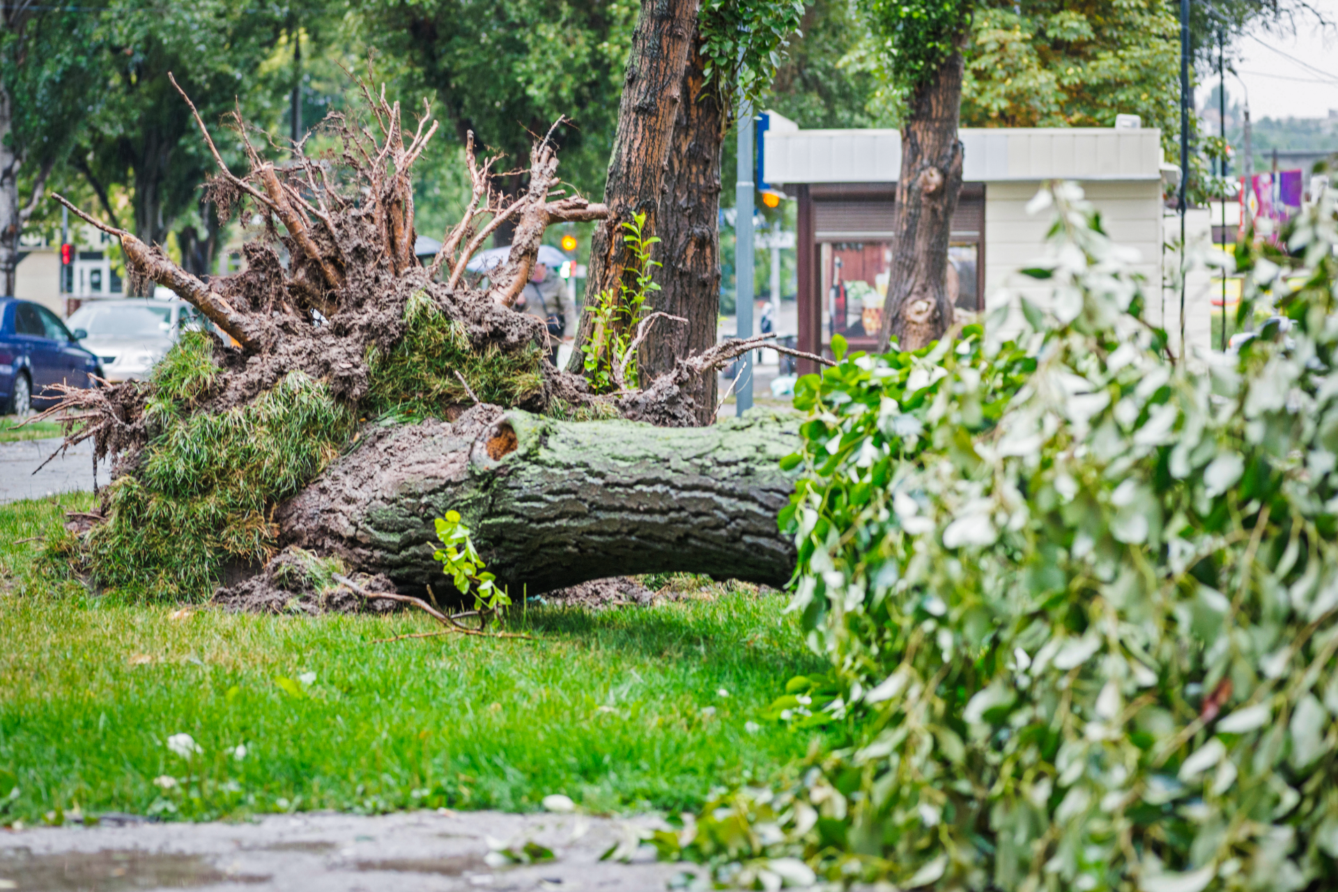 Uprooted fallen tree trunk and branches lying on a grassy roadside near a sidewalk