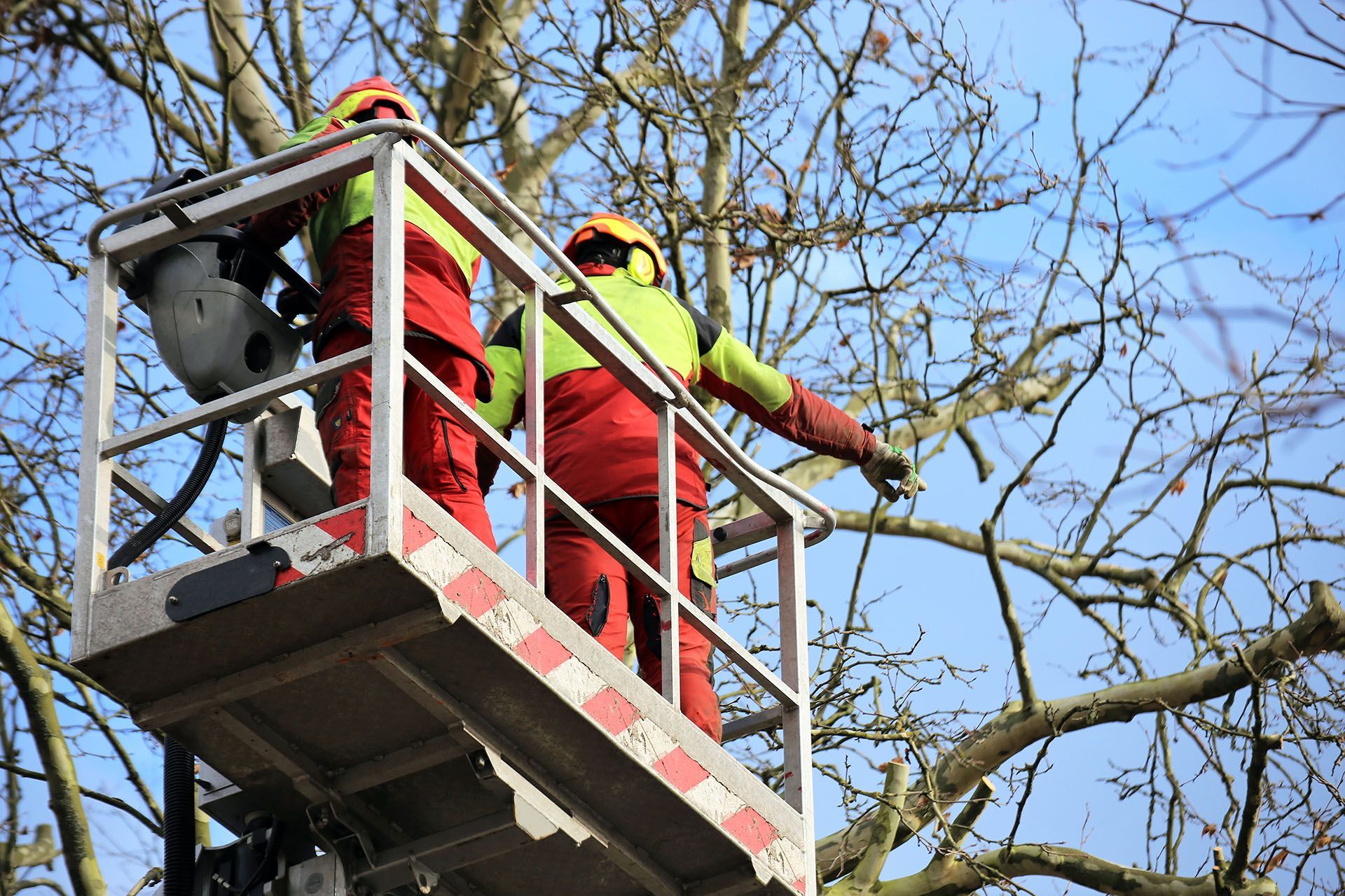 two men trimming trees