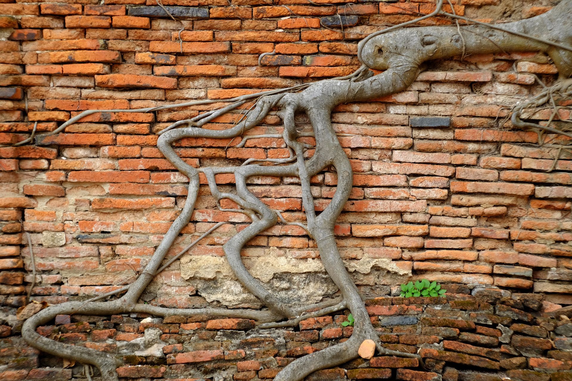 A tree with roots growing out of a brick wall.