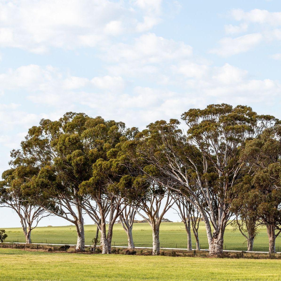 eucalyptus trees