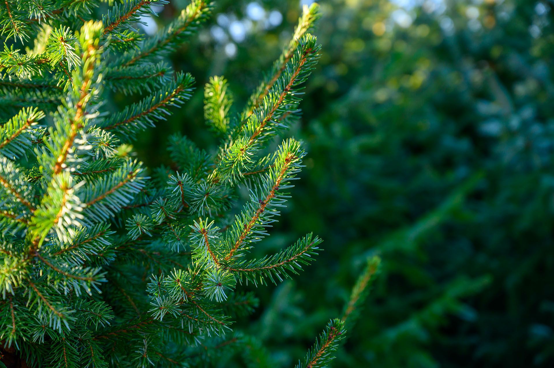 Christmas trees