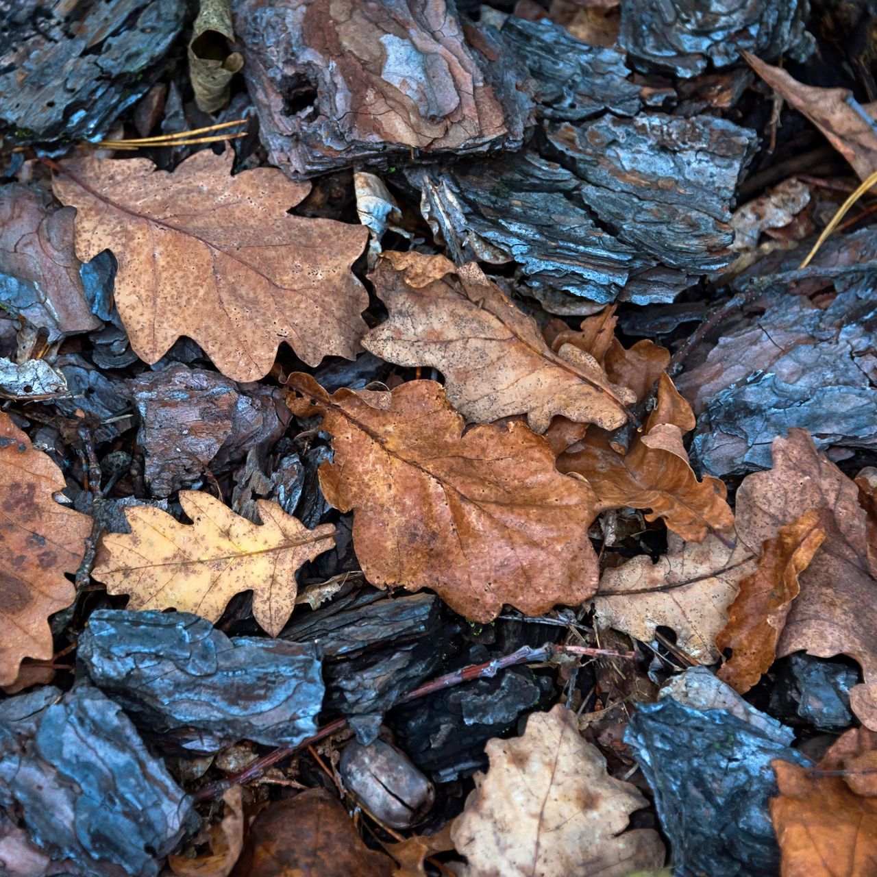 dried leaves