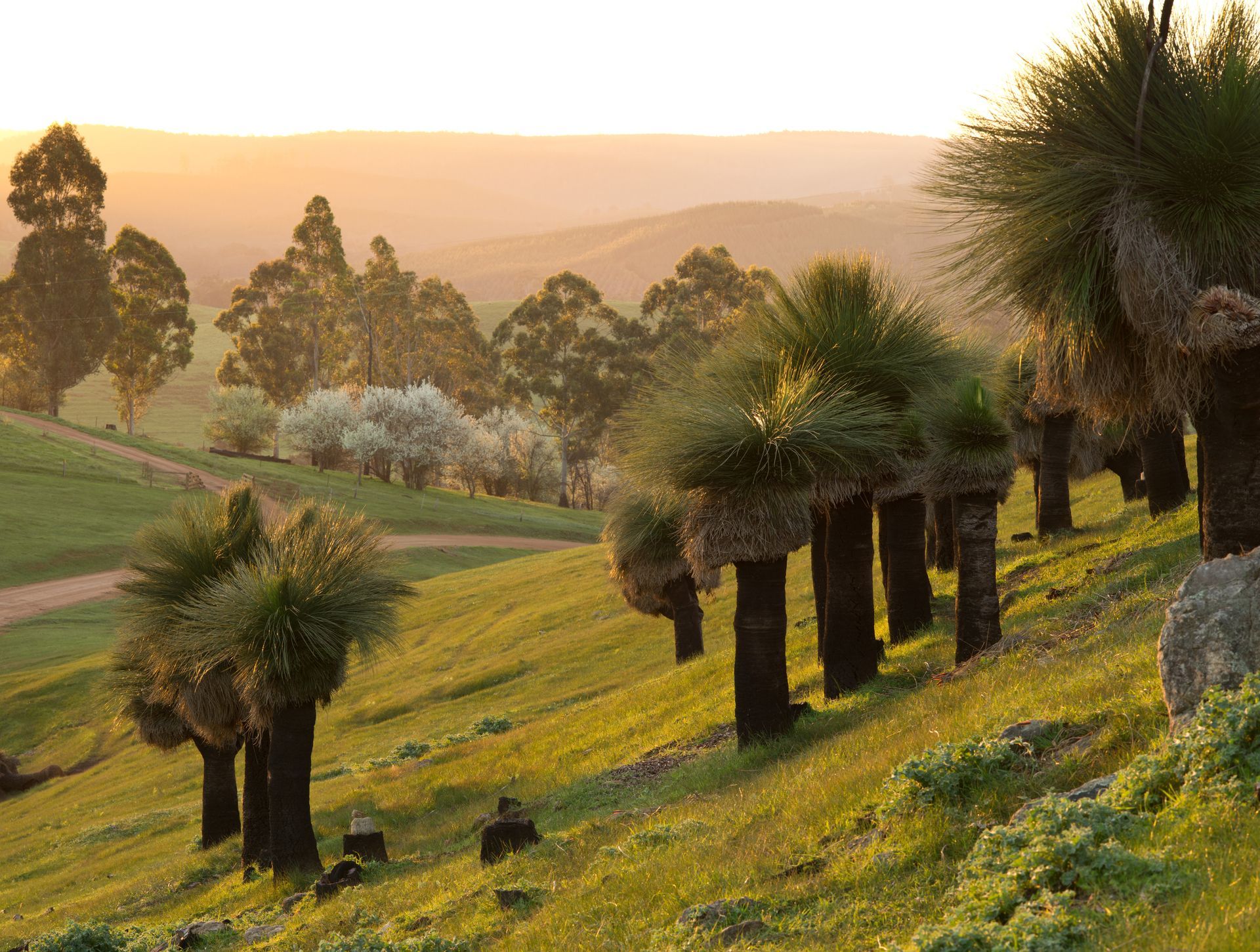 grass trees
