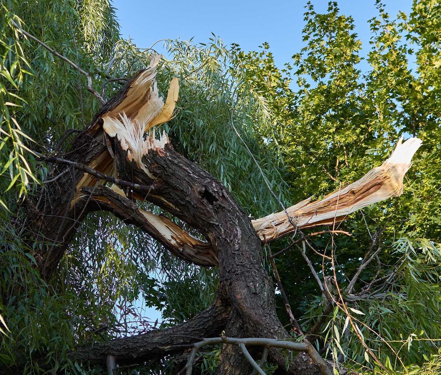 broken tree