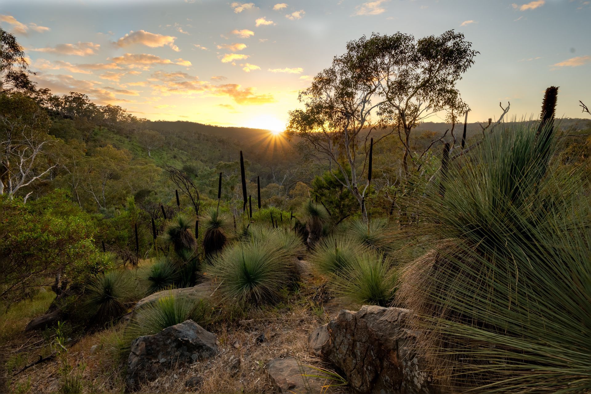 grass trees